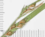 Hitchcock's sedge